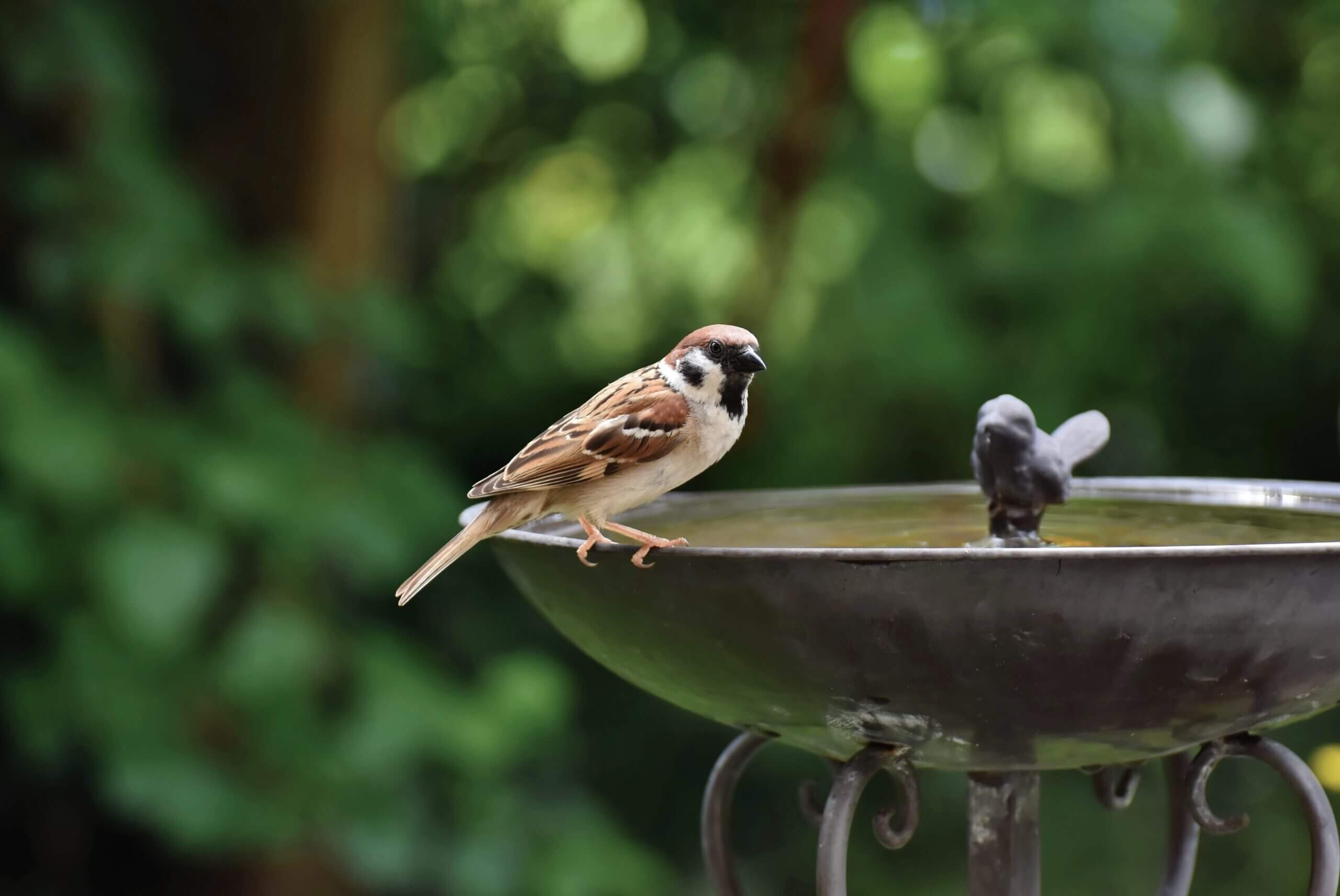 Nahrung und Wasser für Wildvögel